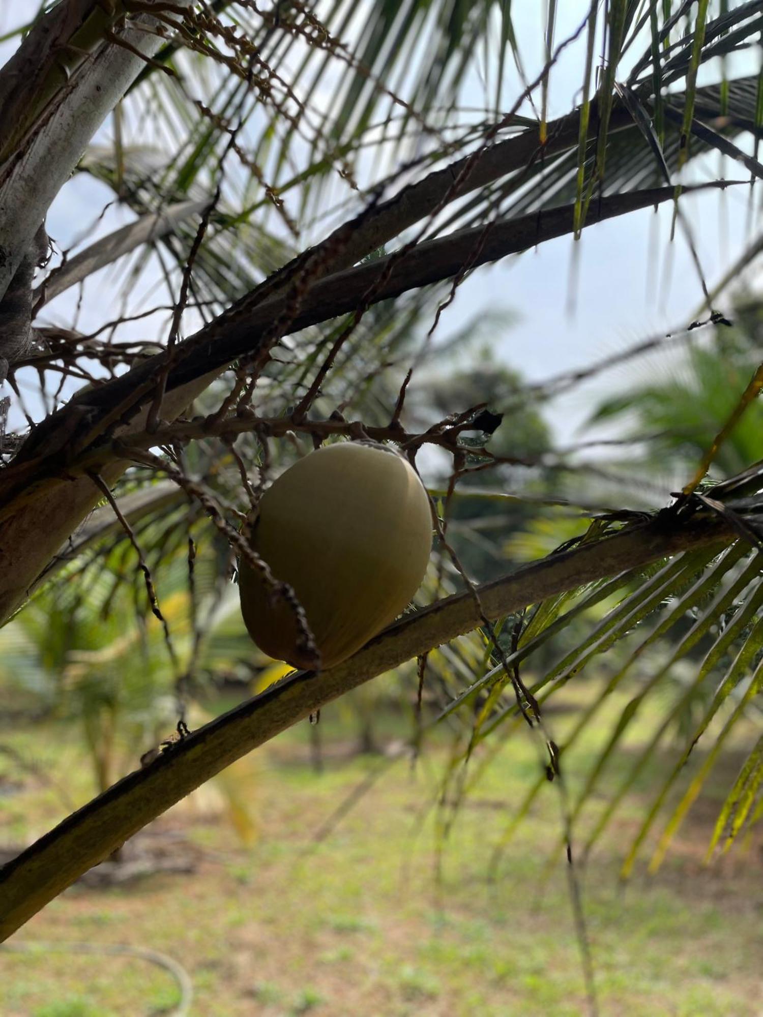 Calm Shack - 2 Bedroom-Boutique Farm Stay Munnar Eksteriør bilde
